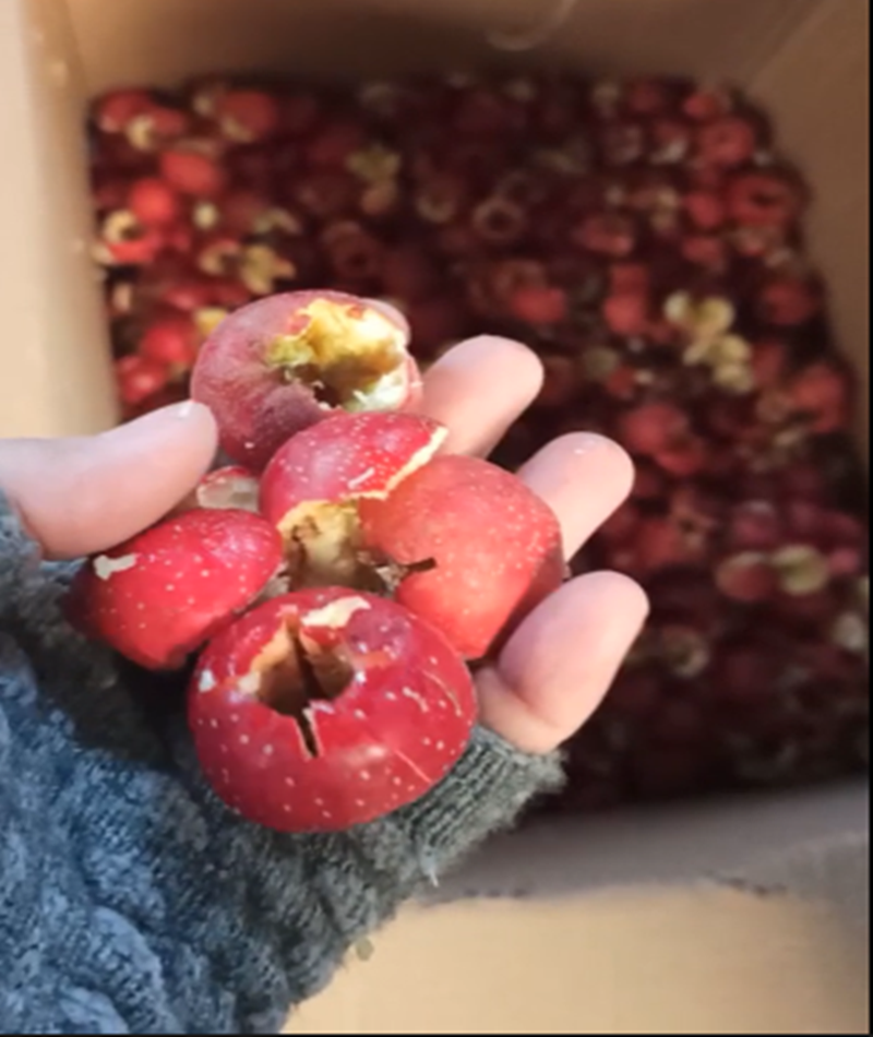 山楂、青梅去核機(jī)